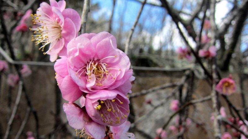 Pink Plum Blossoms — Serene, Spring, Photograph, Flowers, Branches