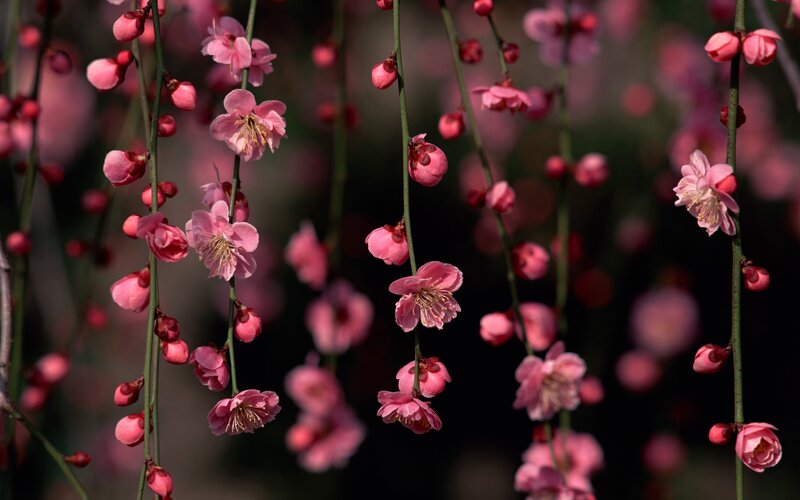 Pink Plum Blossoms — Serene, Spring, Photograph, Flowers, Buds, Branches, Green, Black