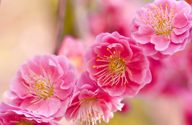 Pink Plum Blossoms — Serene, Spring, Photograph, Flowers, Stamen