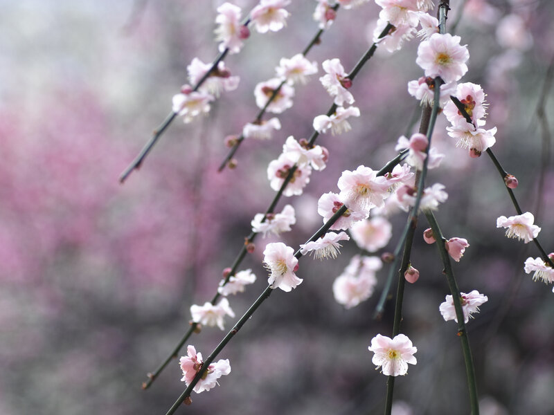Pink Plum Blossoms — Serene, Spring, Photograph