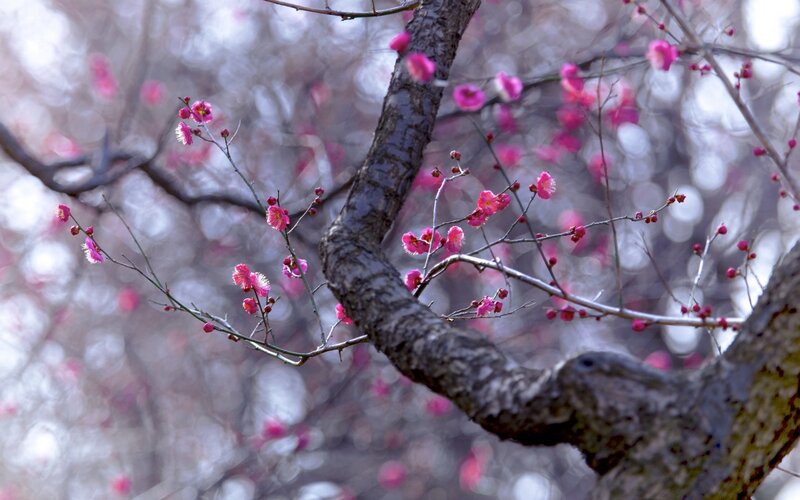 Pink Plum Blossoms — Serene, Spring, Photograph, Tree Branch