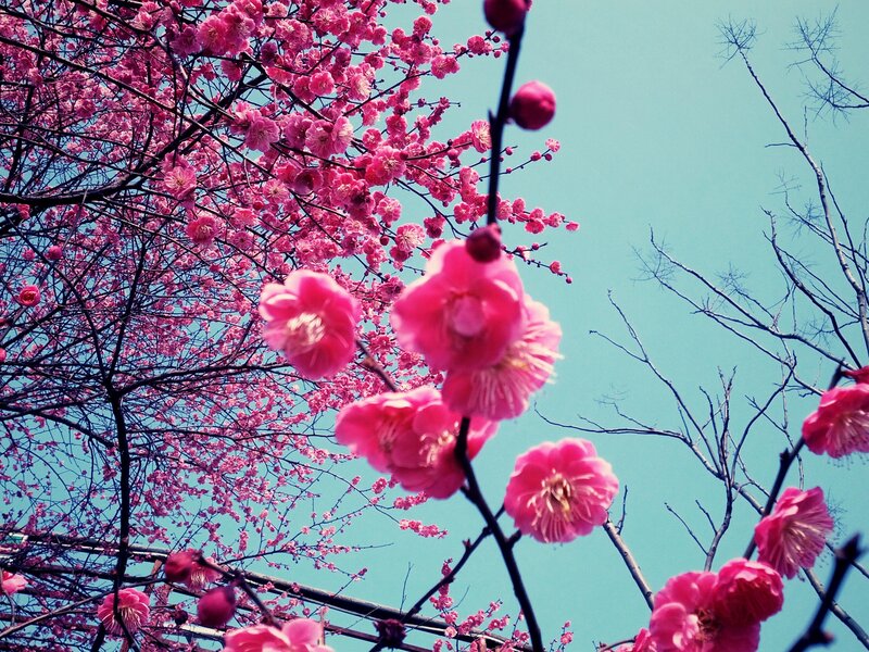 Pink Plum Blossoms — Serene, Spring, Photograph, Tree Branches, Sky