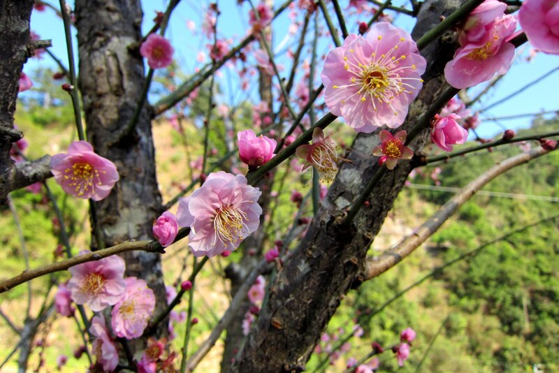 Pink Plum Blossoms — Serene, Spring, Photograph, Tree Branches