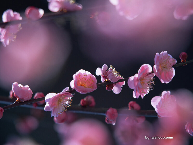 Pink Plum Blossoms — Serene
