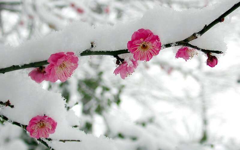 Pink Plum Blossoms — Serene, Winter, Photograph, Snow, Branch