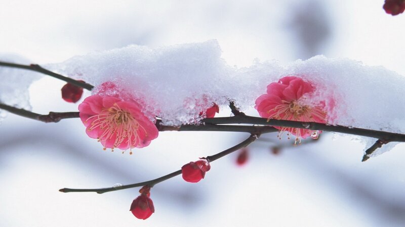 Pink Plum Blossoms — Serene, Winter