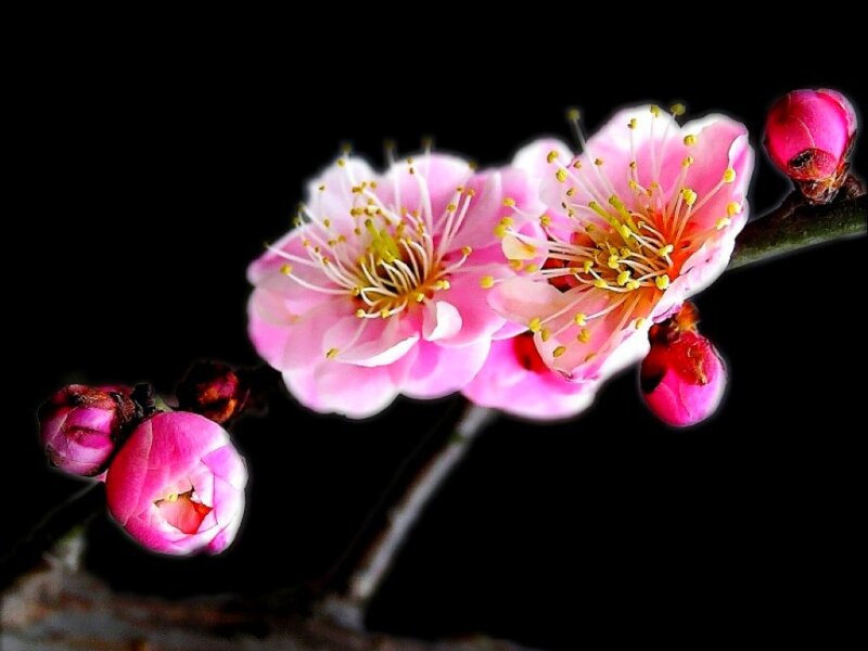Pink Plum Blossoms