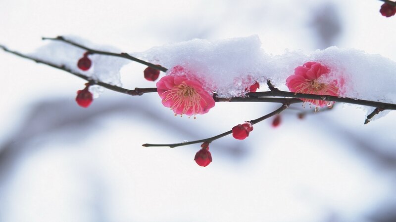 Pink Plum Blossoms — White