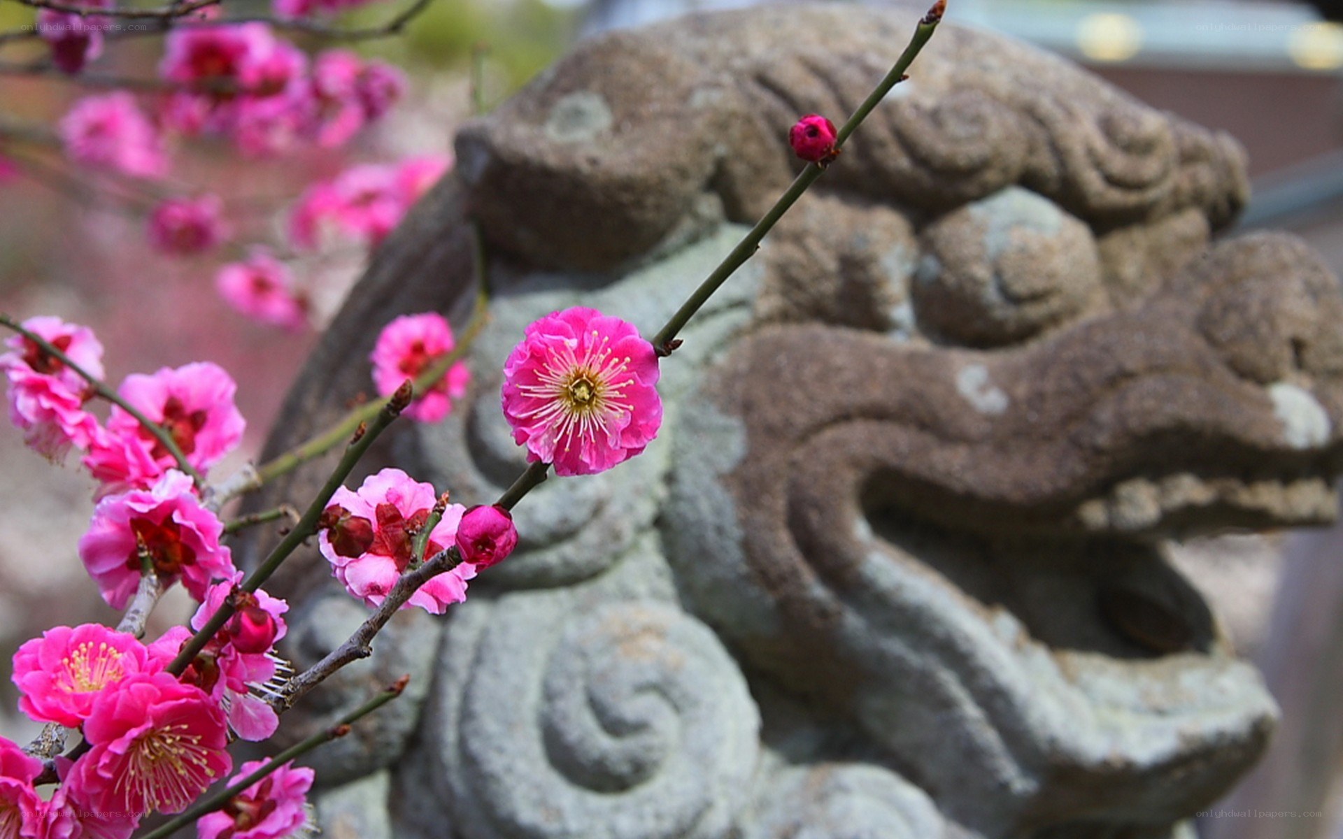 Pink plum blossoms with stone statue