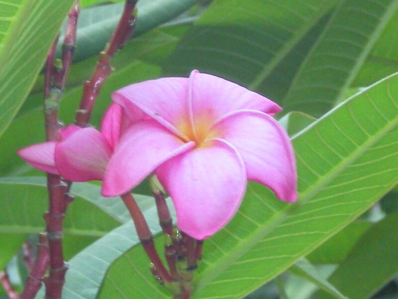 Pink Plumeria Flower — Calm