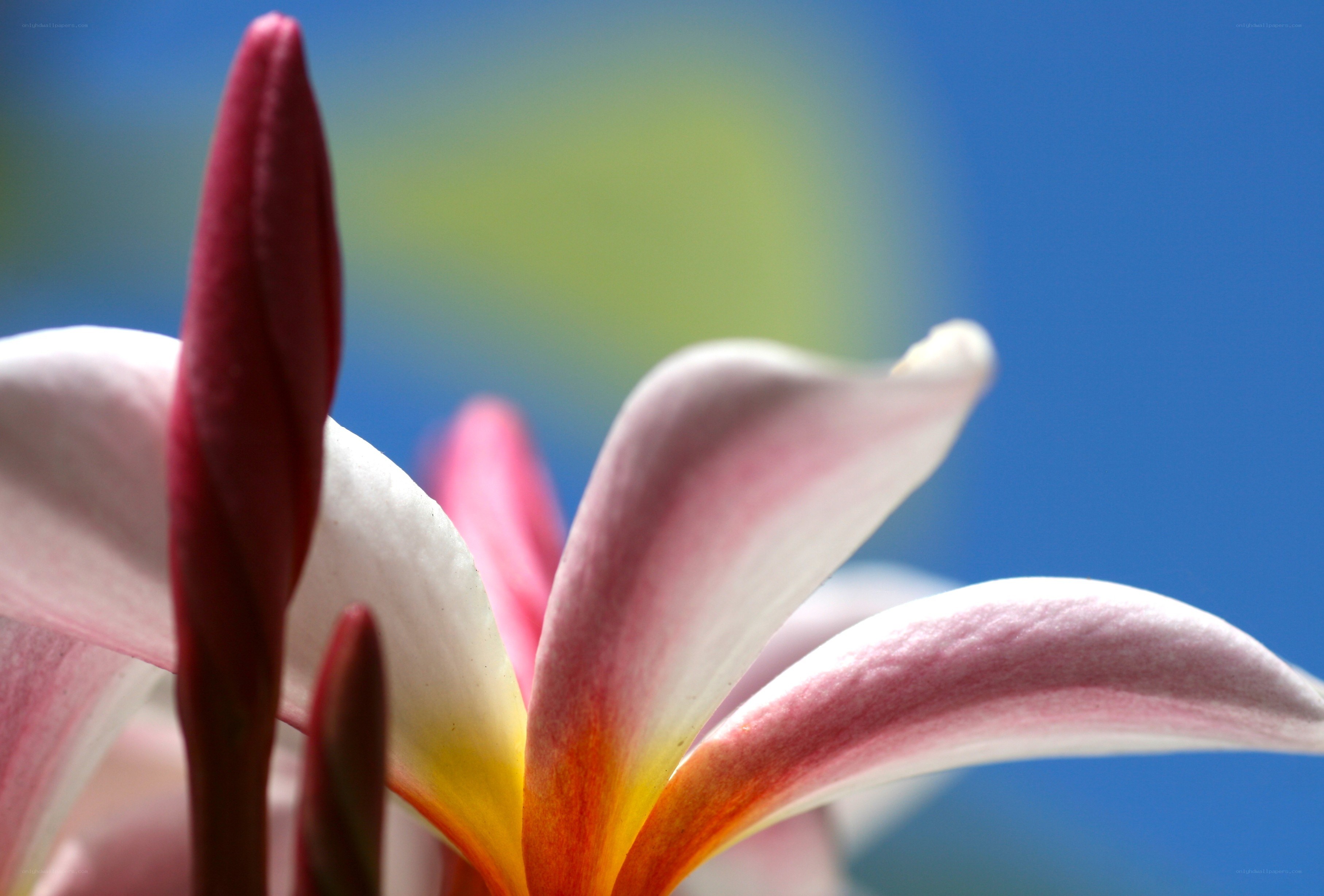 Pink plumeria flower close-up