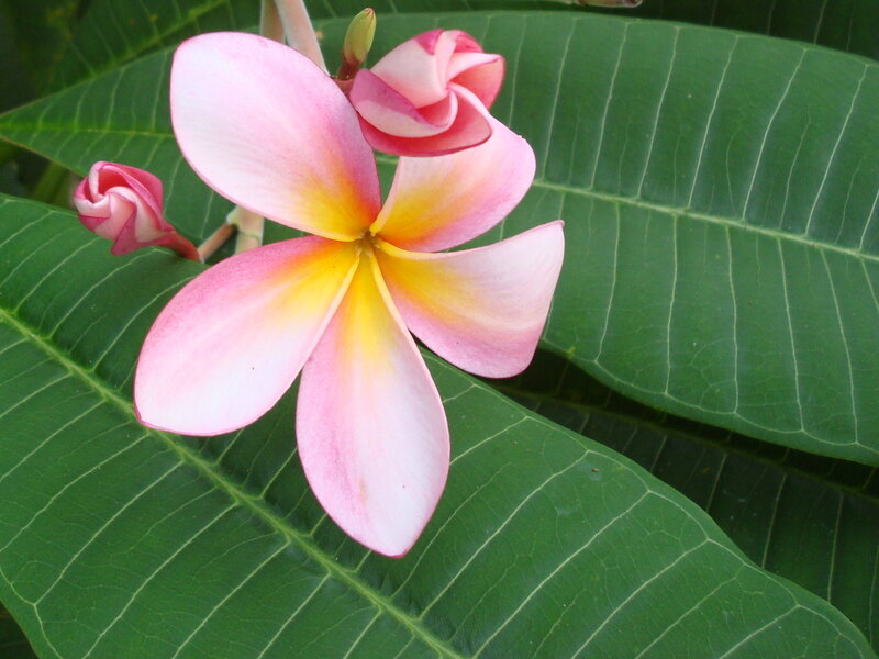 Pink Plumeria Flower — Green