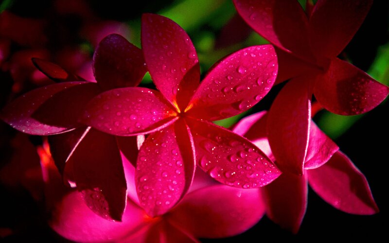 Pink Plumeria Flower — Magenta, Dramatic, Photograph