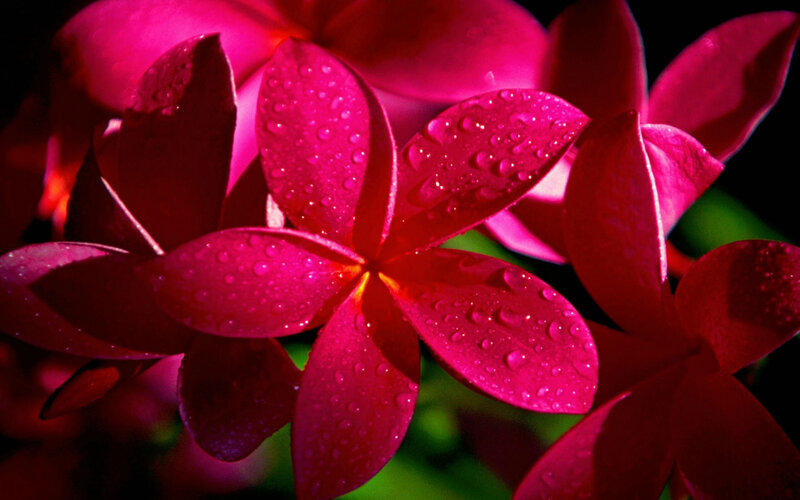 Pink Plumeria Flower — Magenta