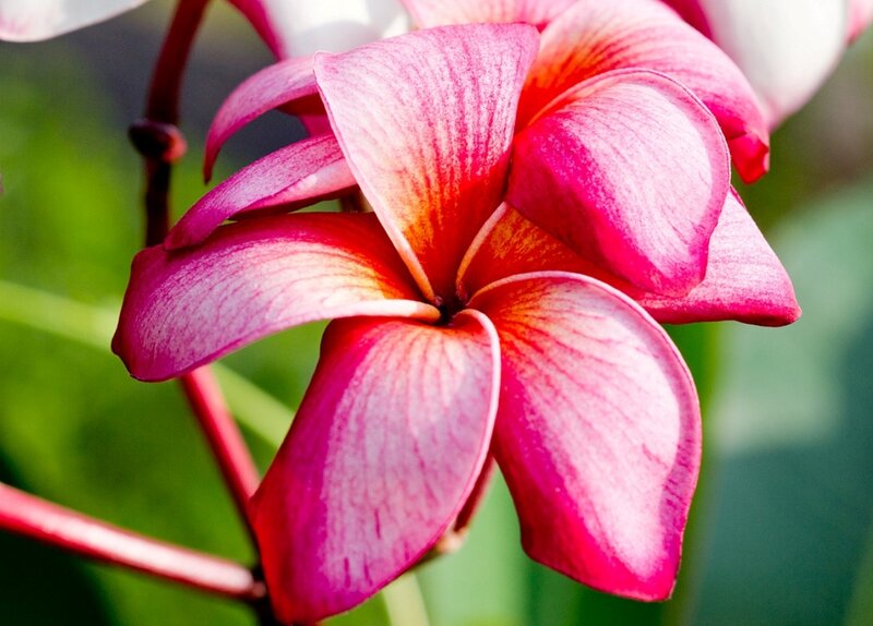 Pink Plumeria Flower — Serene, Afternoon