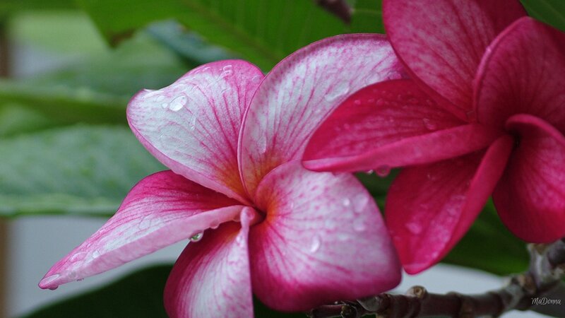 Pink Plumeria Flower — Serene, Photograph, Leaf