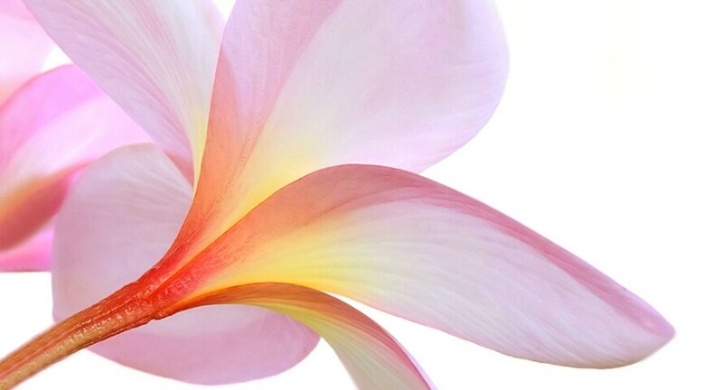 Pink Plumeria Flower — Serene, Photograph, Petals