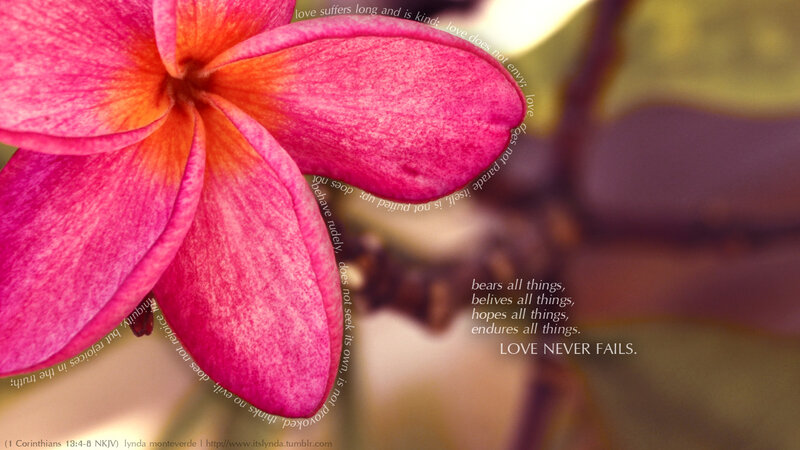 Pink Plumeria Flower — Serene