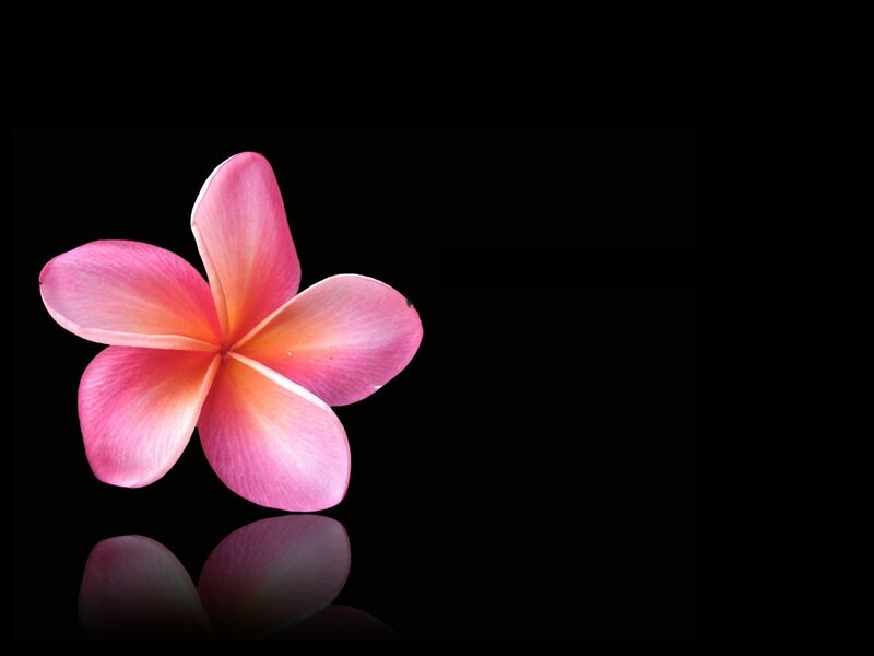 pink plumeria flower
