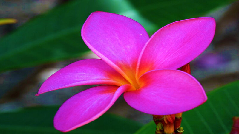 Pink Plumeria Flower — Vibrant