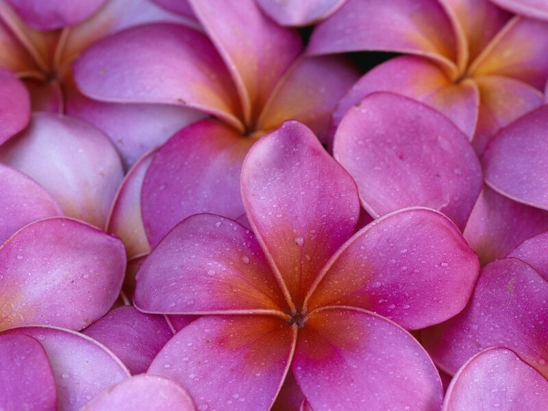 Pink plumeria flowers