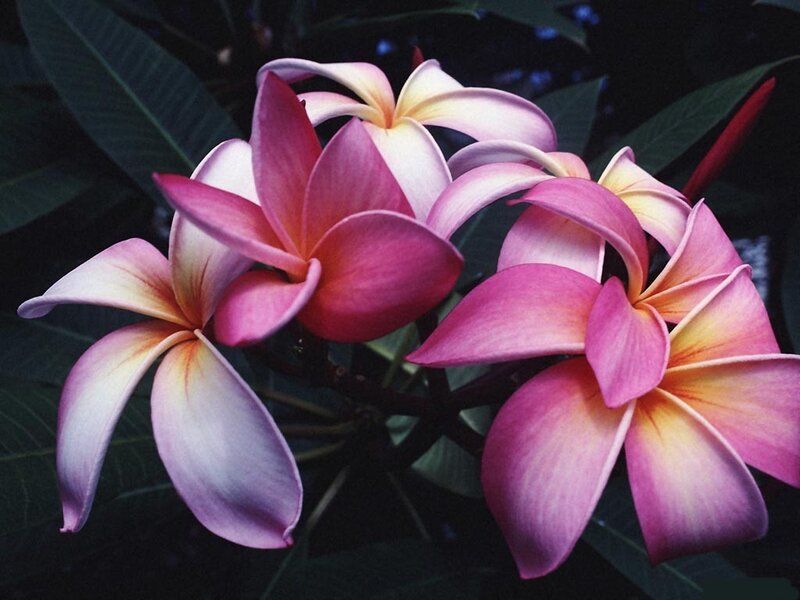 Pink plumeria flowers