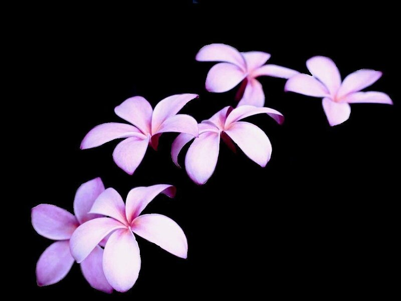 Pink plumeria flowers