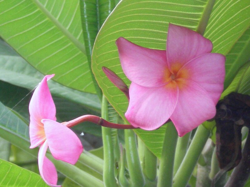 Pink plumeria flowers