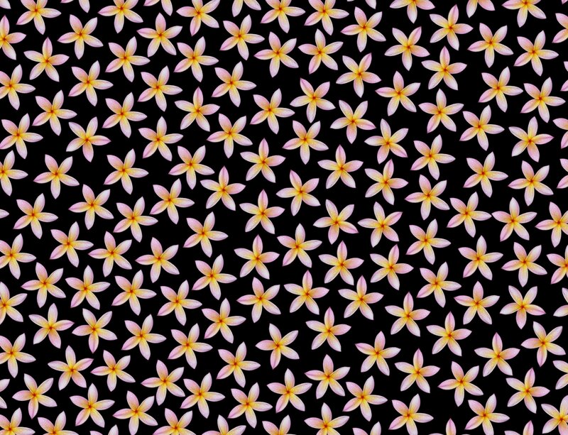 Pink Plumeria Flowers — Calm, Photograph, Black Background