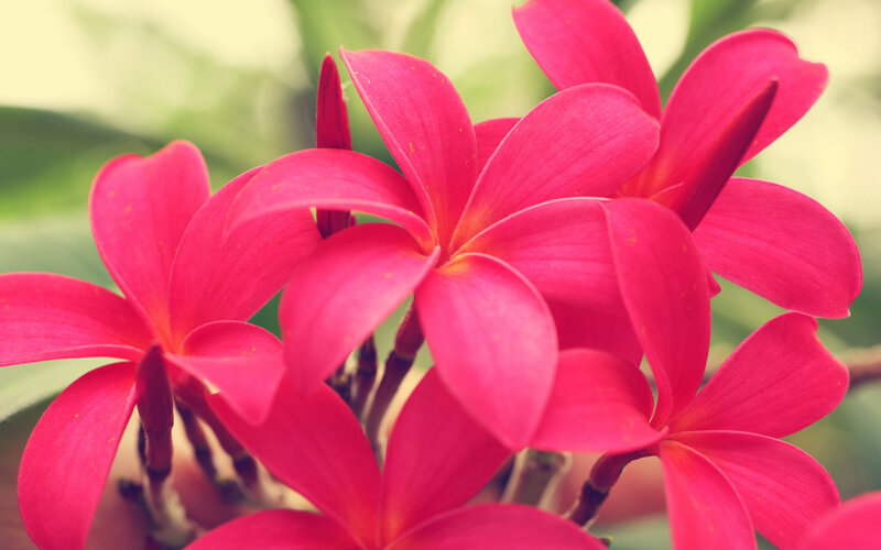 Pink Plumeria Flowers — Calm, Photograph, Green Leaves