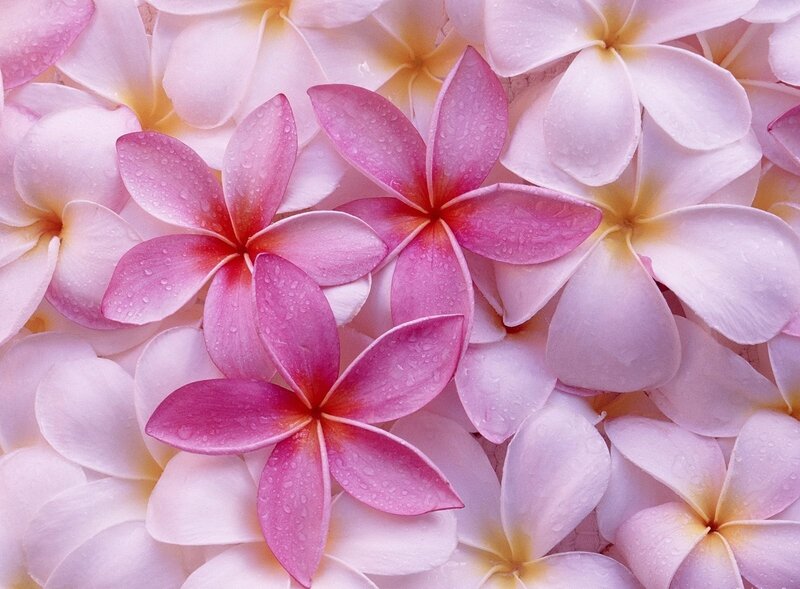 Pink Plumeria Flowers — Calm