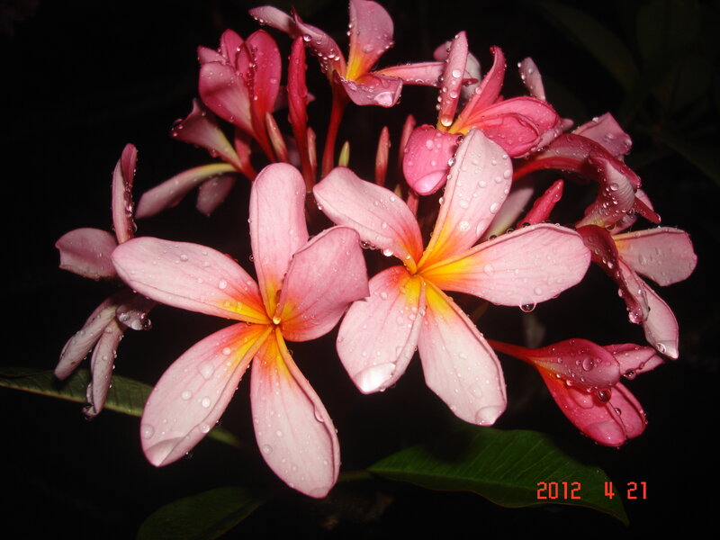 Pink Plumeria Flowers — Dramatic, Night