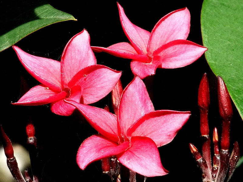 Pink Plumeria Flowers — Dramatic