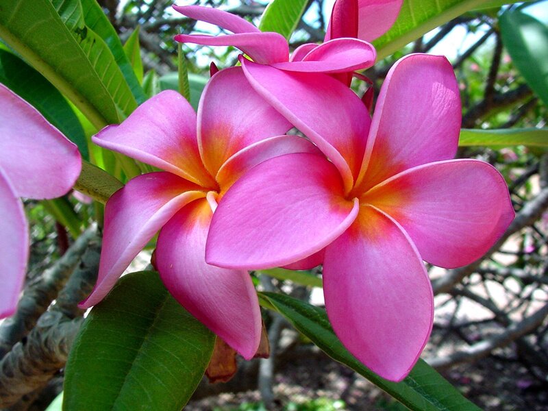 Pink plumeria flowers in bloom