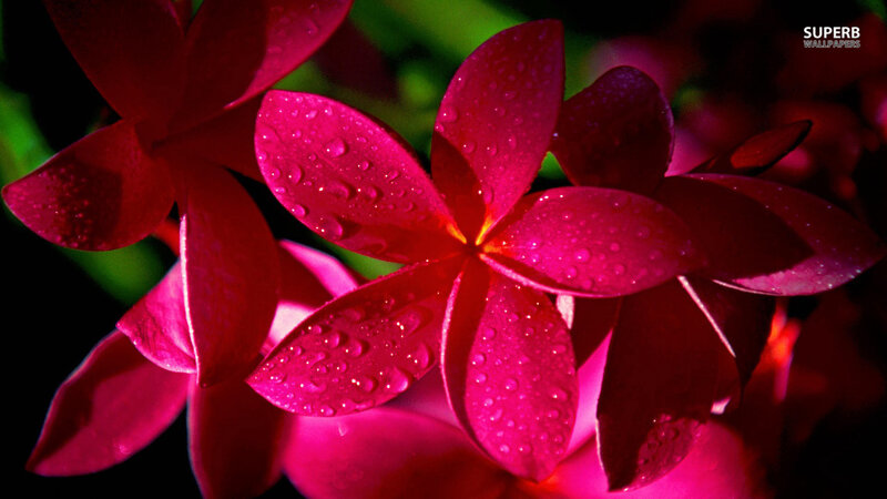 Pink Plumeria Flowers — Magenta, Dramatic, Photograph