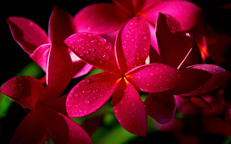 Pink Plumeria Flowers — Magenta, Dramatic