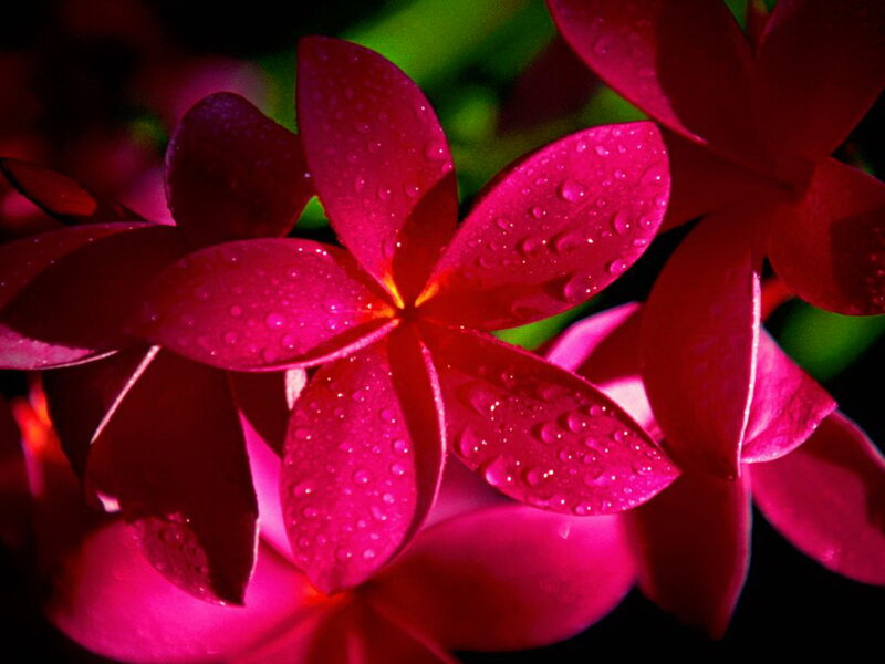 Pink Plumeria Flowers — Magenta