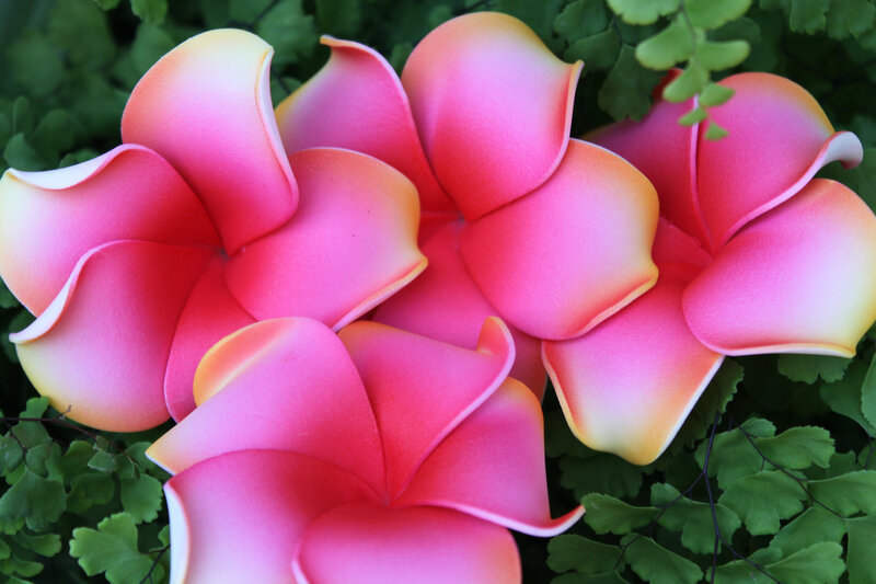 Pink Plumeria Flowers — Natural