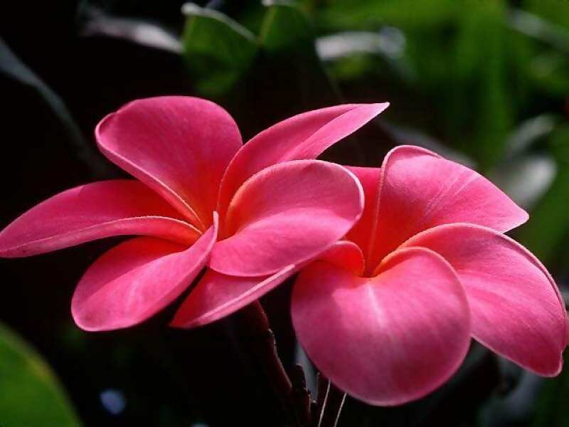Pink Plumeria Flowers — Photograph