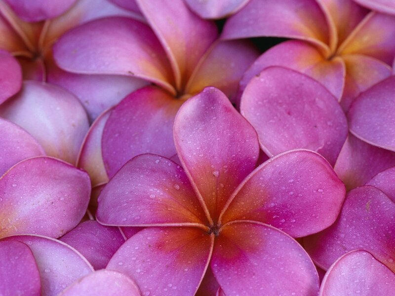 Pink Plumeria Flowers — Purple, Calm