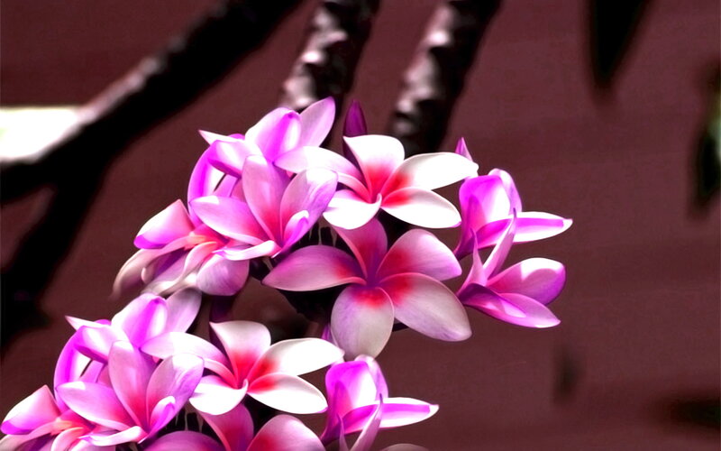 Pink Plumeria Flowers — Purple