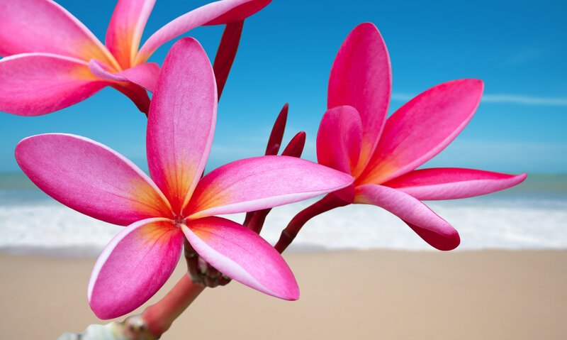 Pink Plumeria Flowers — Serene, Afternoon, Photograph, Beach