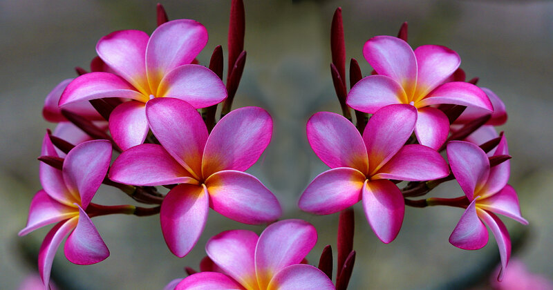 Pink Plumeria Flowers — Serene, Afternoon, Photograph, Buds