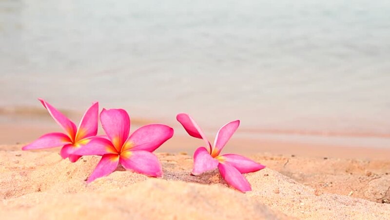 Pink Plumeria Flowers — Serene, Afternoon, Photograph, Sand, Ocean