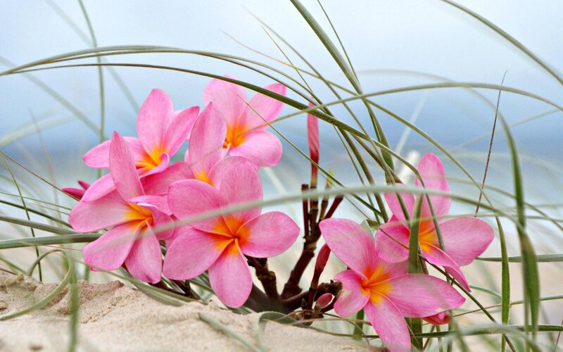 Pink Plumeria Flowers — Serene, Afternoon, Photograph, Sand