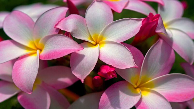Pink Plumeria Flowers — Serene, Afternoon, Photograph, Yellow Centers, Buds