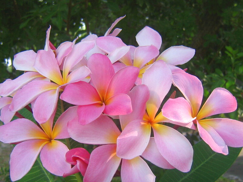 Pink Plumeria Flowers — Serene, Afternoon