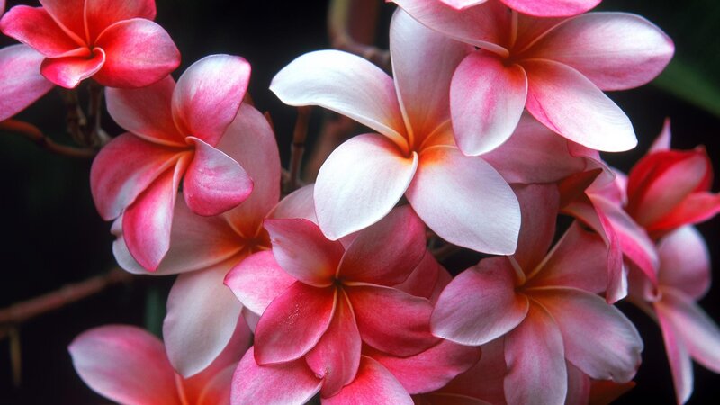 Pink Plumeria Flowers — Serene, Photograph, Bloom, Branch