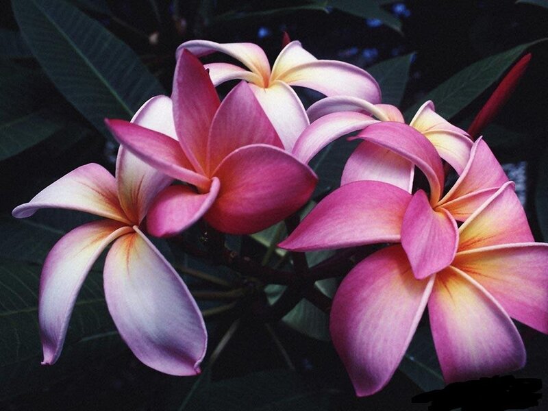 Pink Plumeria Flowers — Serene, Photograph, Leaves, Bloom