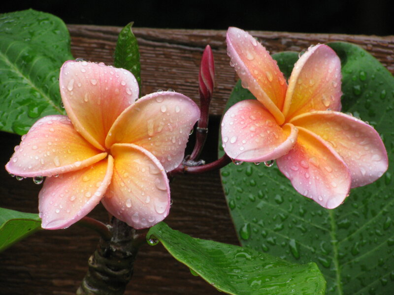 Pink Plumeria Flowers — Serene, Photograph, Leaves